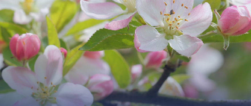 Transportation of apple tree seedlings 